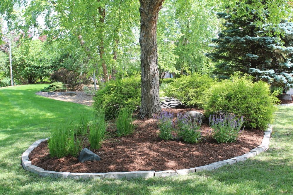 Landscaped garden with a tree, shrubs, and purple flowers in mulch bed.